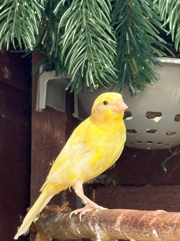 Yellow raza hen canary&rsquo;s