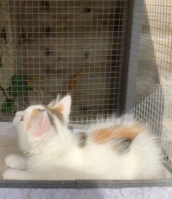 Norwegian forest mix