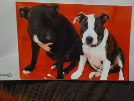 STUD ONLY STAFFY/GOOD DOG OWNERS ONLY I'm not interested much in money but would like to see him have another puppy preferably staffy but would consid
