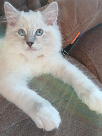 Ragdoll kittens