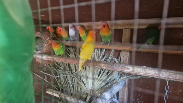 4 pairs off love bird