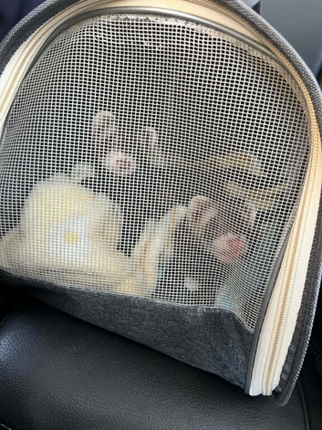 2x Ferrets male and female