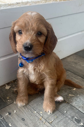 F1cockapoo very playful