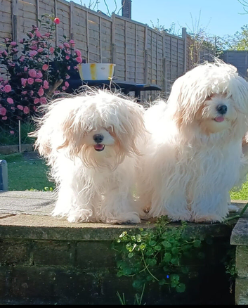 VERY HANDSOME  2 BROTHERS MALTESE  PUPPIES - SPECIAL OFFER &pound;400 for each if you buy them both  .
