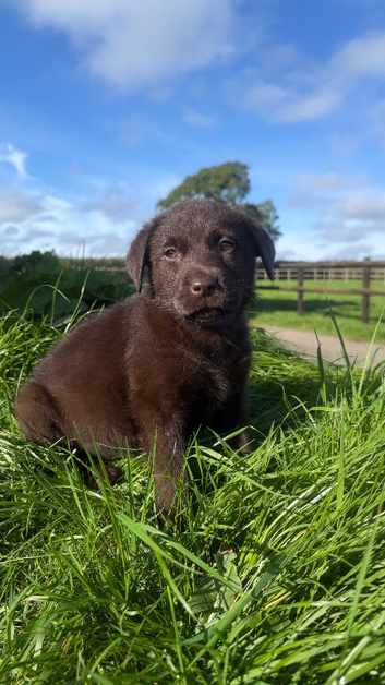 Beautiful Labrador puppies chocolate and yellow