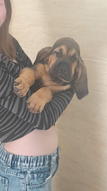 Bloodhound Puppies
