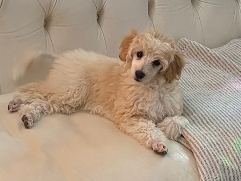 Maltipoo puppy