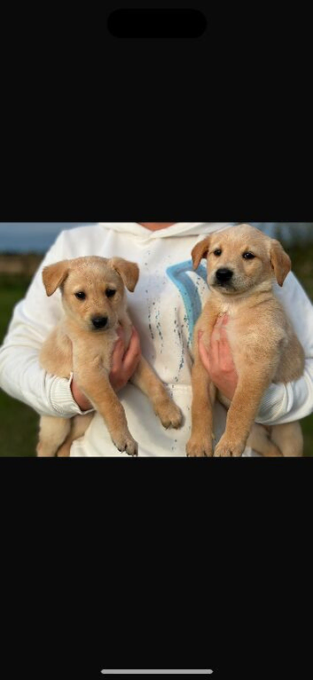 Labrador puppies