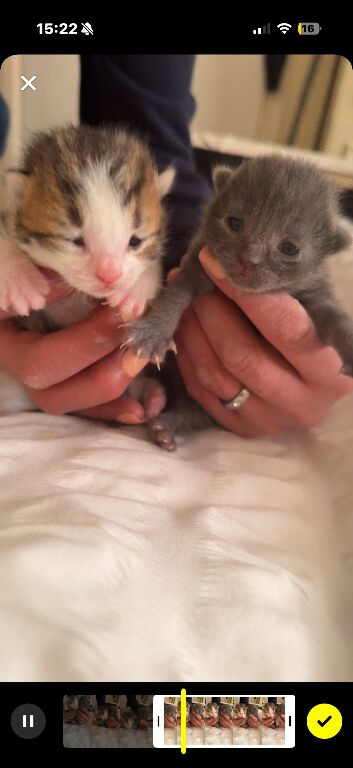 4 beautiful kittens for sale