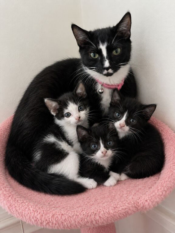 9 week old kittens