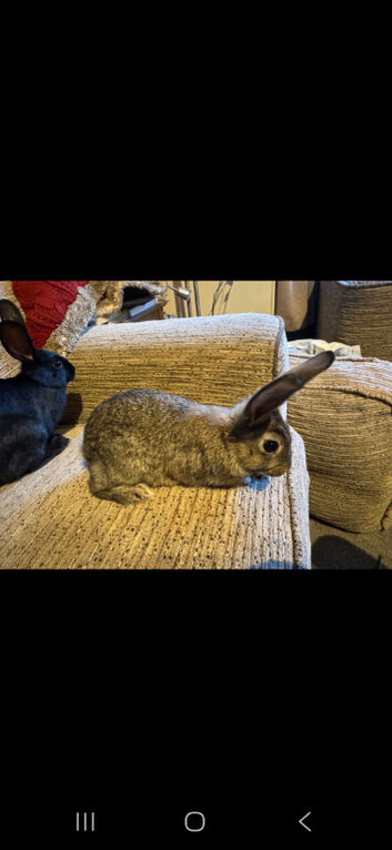 Baby rabbits. Ready now 8 weeks old