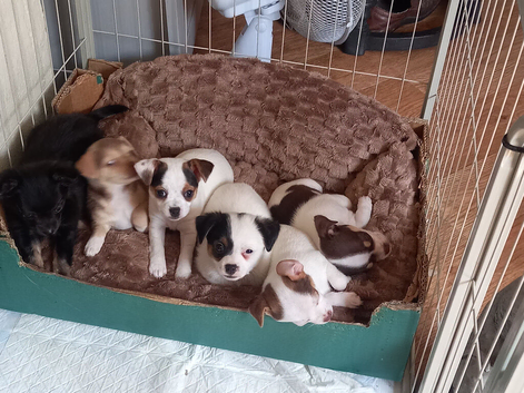 Small chihuahua x small jack Russell puppies