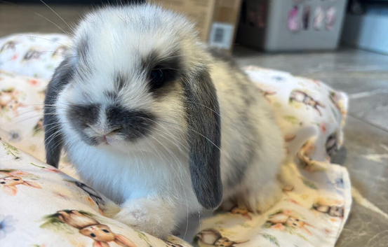Baby bunnies looking for 5* homes only!