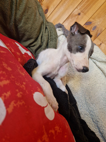 Kc registered whippet pups