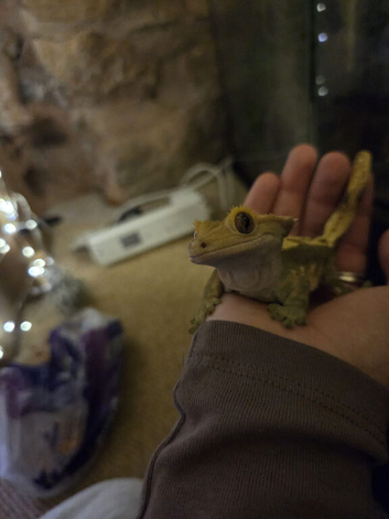 Crested Gecko and custom bioactive enclosure