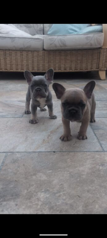 9 Week old - French Bulldog Puppies for Sale