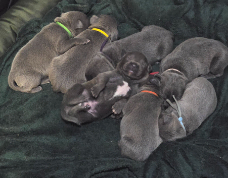 7 Beautiful Blue Staffies