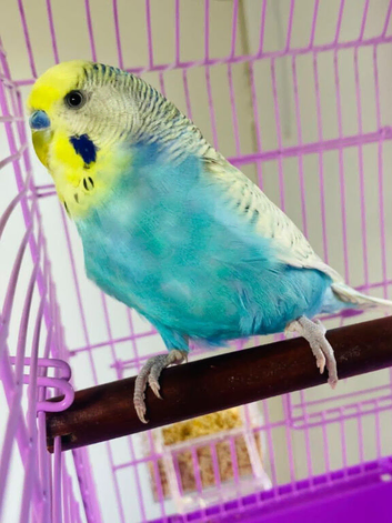 Male opaline budgie