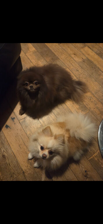 2 pomeranian for sale