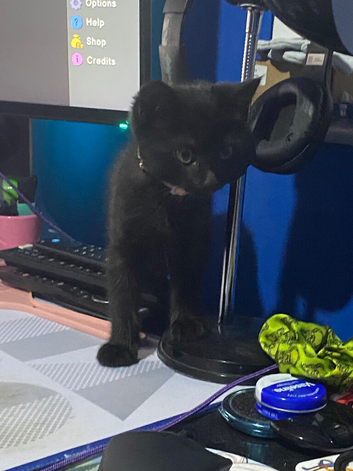 Male Kitten for sale