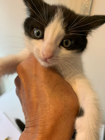 Kittens for sale