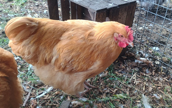 Buff Orpington Cockerel