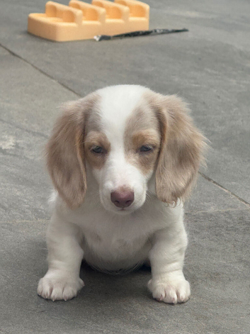 Miniature long haired dachshunds 1 left