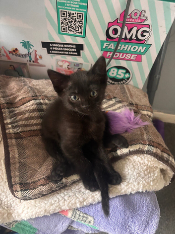 9 weeks old Male kitten