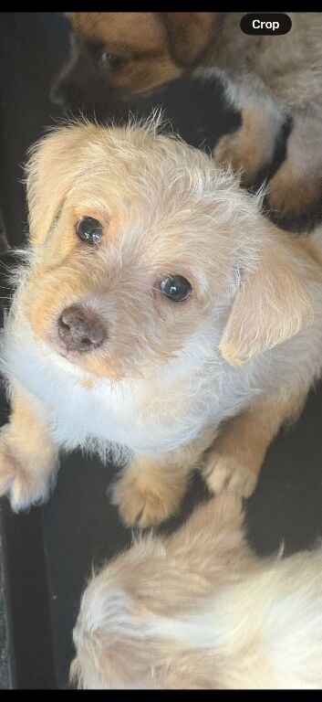 Beautiful f1 jackapoo puppies for sale