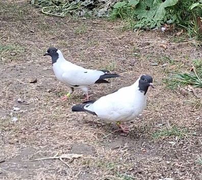 Fancy Highflyer Racing Pigeon