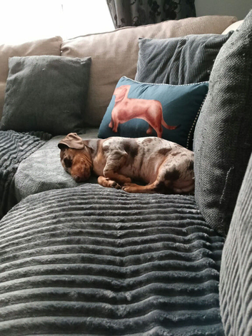Male dapple Dachshund