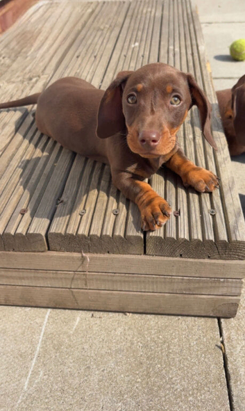 Miniature dachshund, chocolate and tan