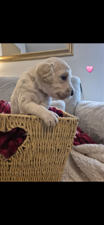 Labradoodle puppies for sale