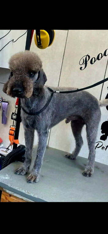 F1 Bedlington x whippet puppies