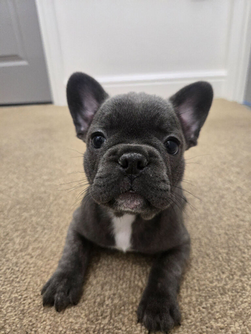Adorable french bull puppies ready now