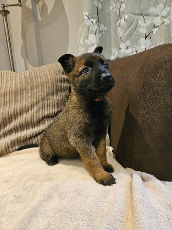 German Shepherd x Belgian Malinois