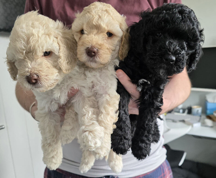 Stunning F2 Cockapoo Puppies - Ready 7th July (Both Parents on View)