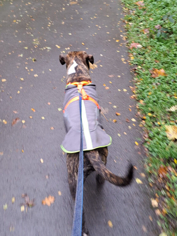5 year old staffy x boxer