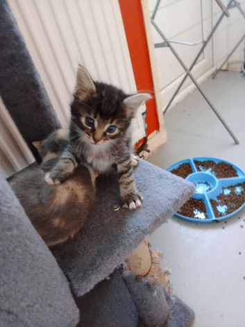 kittens