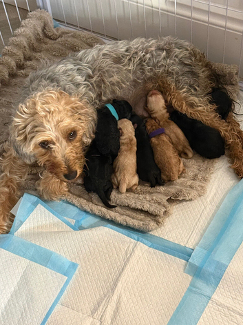 8 gorgeous cockapoo puppies. 6 boys 2 girls