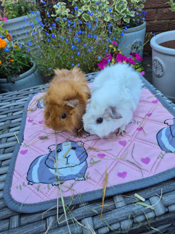 Baby Female Guinea Pigs Funky Coats