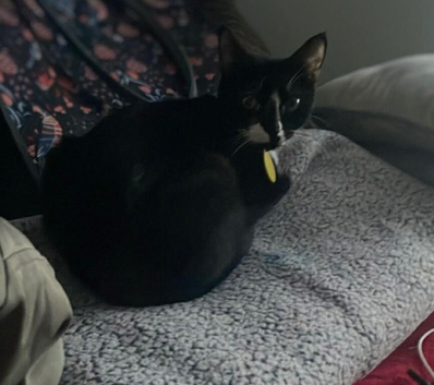 Cat for sale