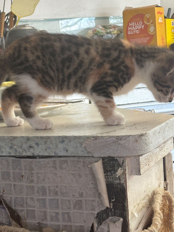 Kittens for sale now