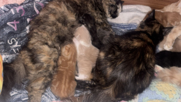 Kittens