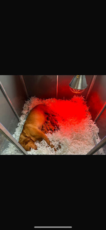 Fox red Labrador puppies