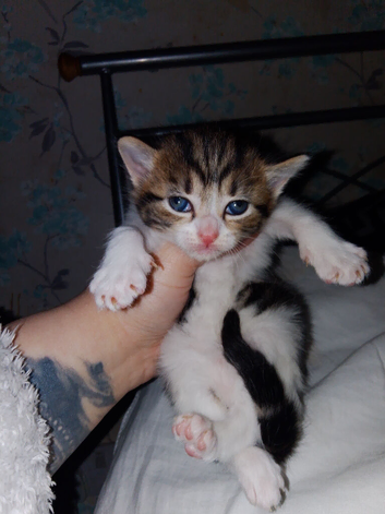 female kitten ready to collect