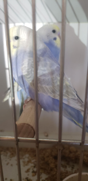 Two rainbow budgies
