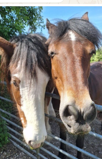 Equine Sports Massage and Rehabilitation and Reiki Master Therapist