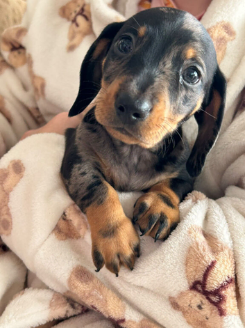 Miniature smooth haired dachshunds