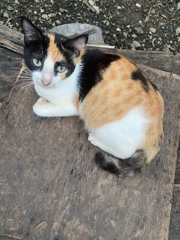 Female kittens available